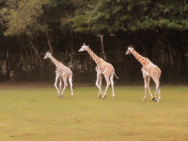ZOO!!! :D