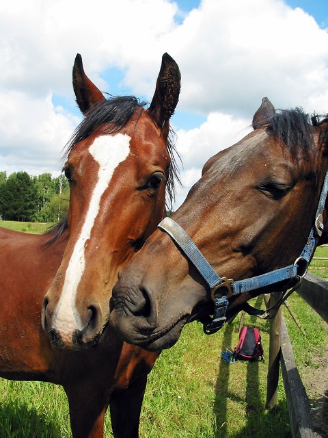 Wpis sylviahorses