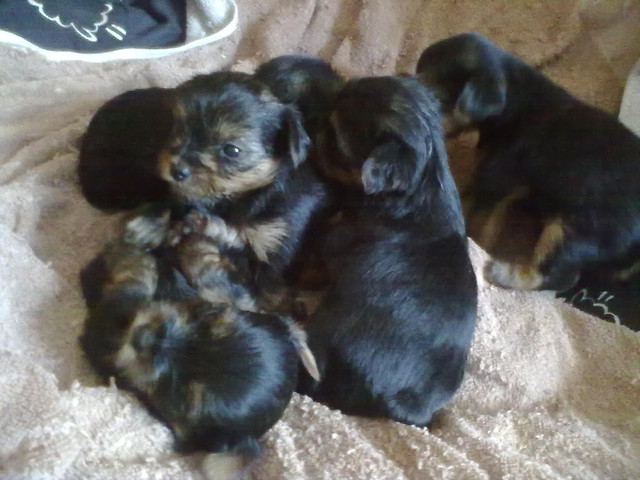 Sprzedam:)