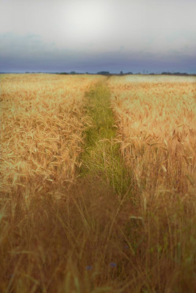 Krajobrazy podlasia.