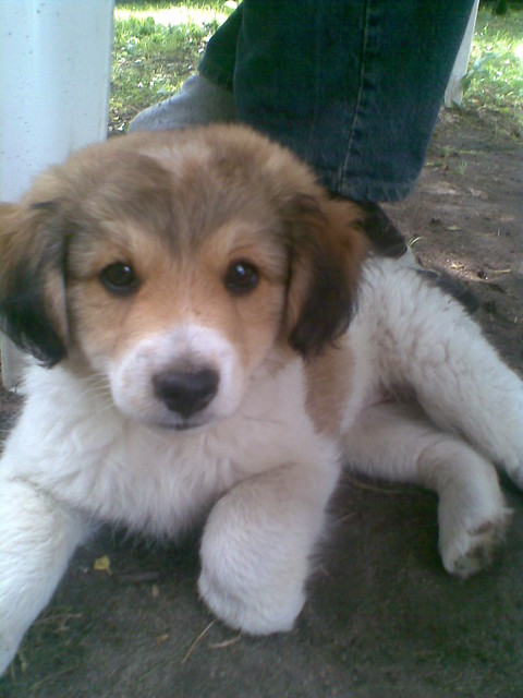 MISIU:*