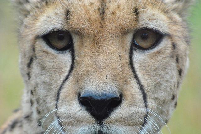 Gepard