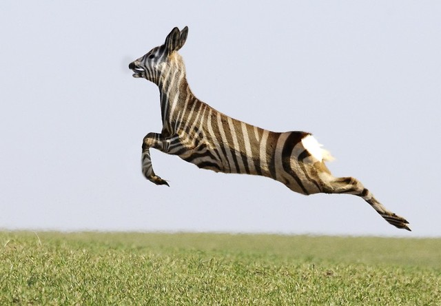 SarnoZebra