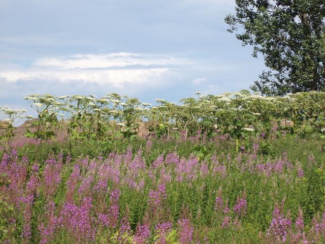 wild flowers