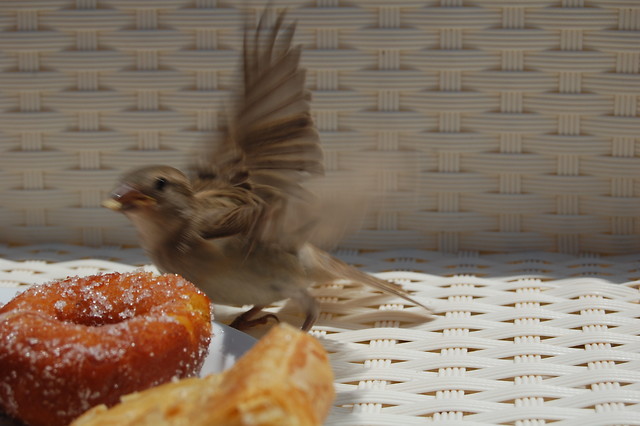 doughnut
