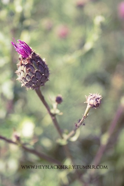 Flourushes