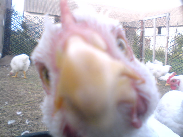 Say Hello!