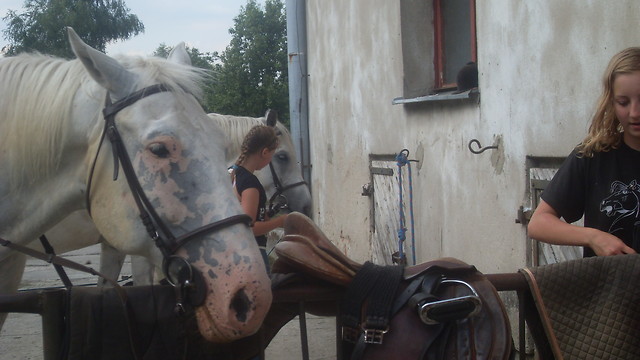 POMOC PRZY KONIU :)