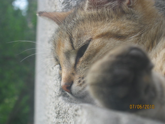 Mrrrr..