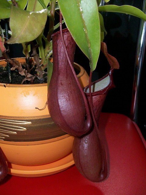 Nepenthes.