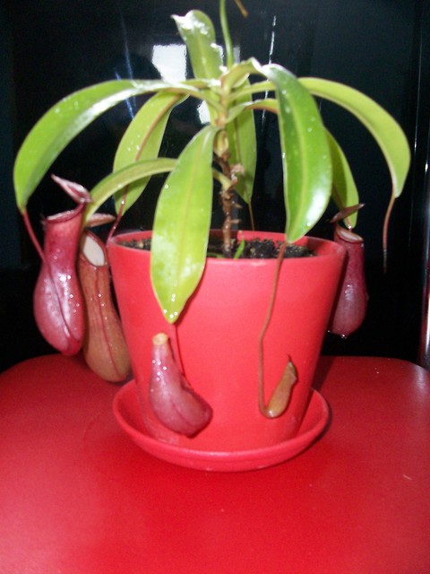 Nepenthes 2