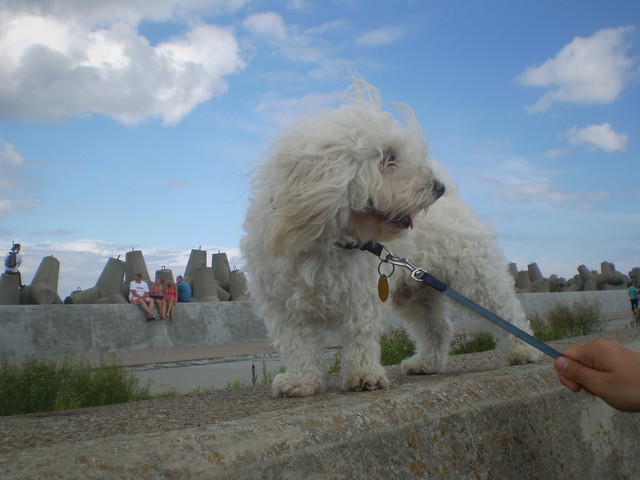 Piesio:**