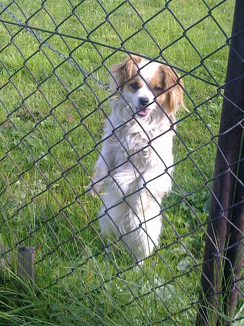 Piga .; * : ) 