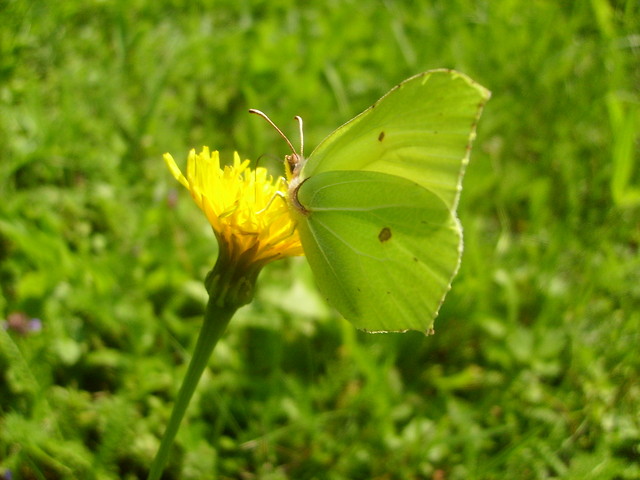 Motyl