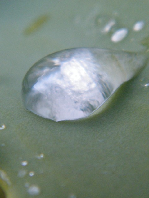 Kropla