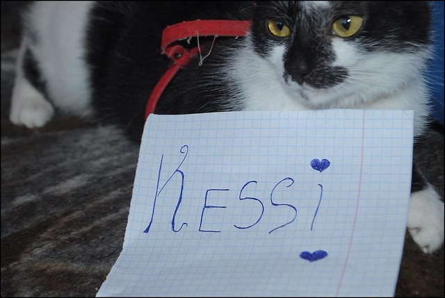 Wpis kesiaczek
