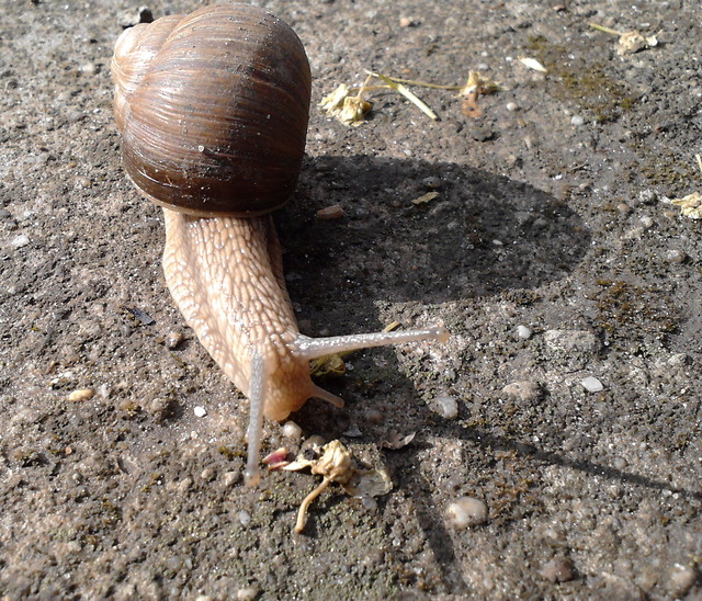 limaczek