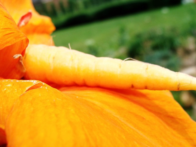 Carrot in flower