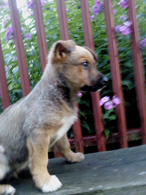 Nasz kochany piesek;**