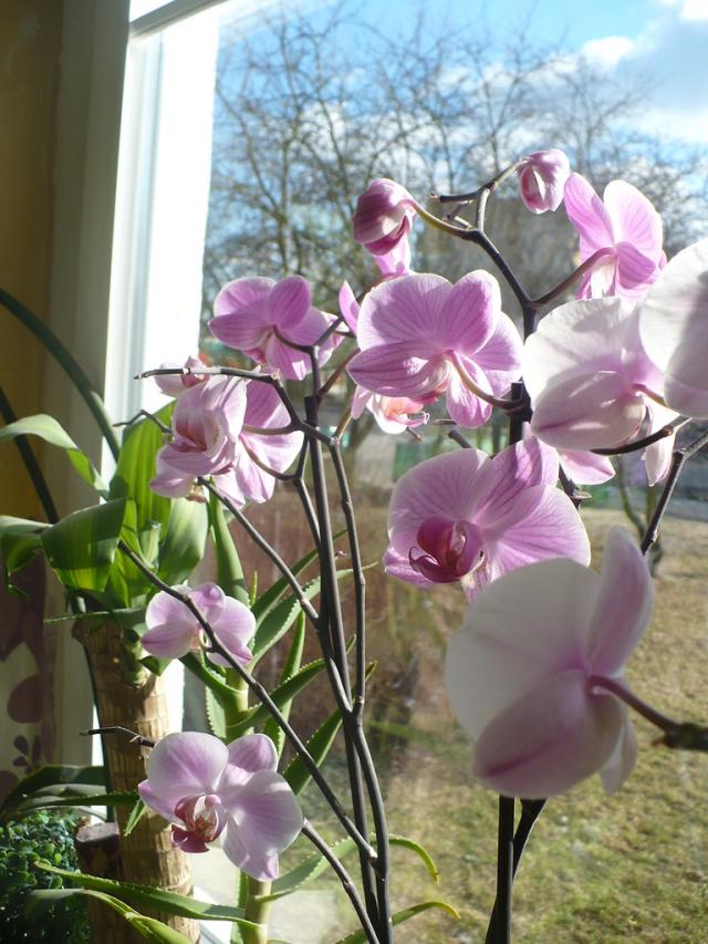 Wpis miltonia