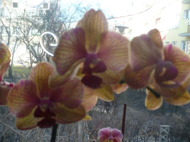 Wpis miltonia