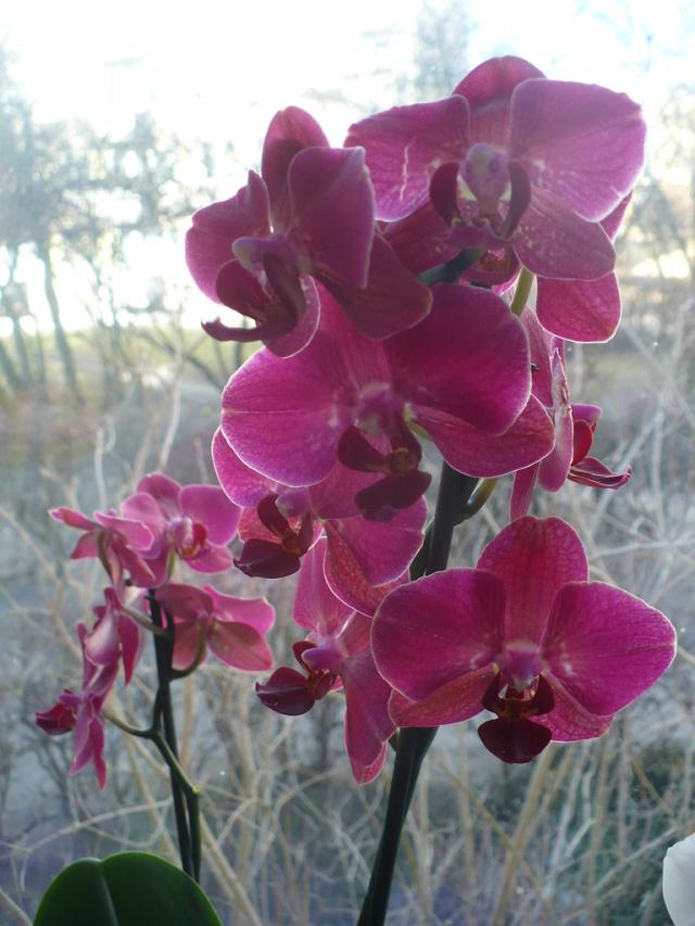 Wpis miltonia