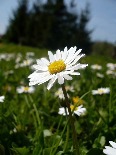 Wpis flowerondesert