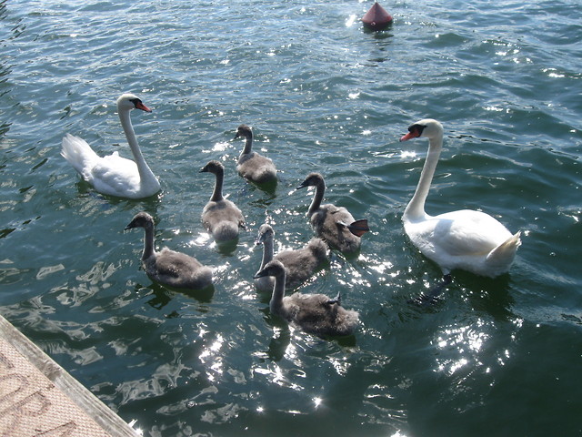 Wpis pierwszemowisz