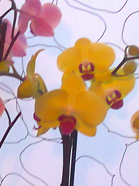 Wpis miltonia