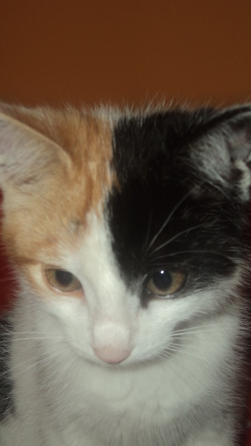 atka ;]