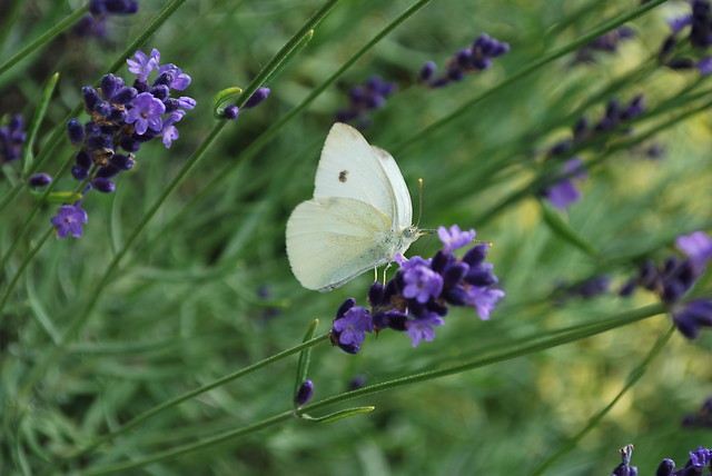 motyl.