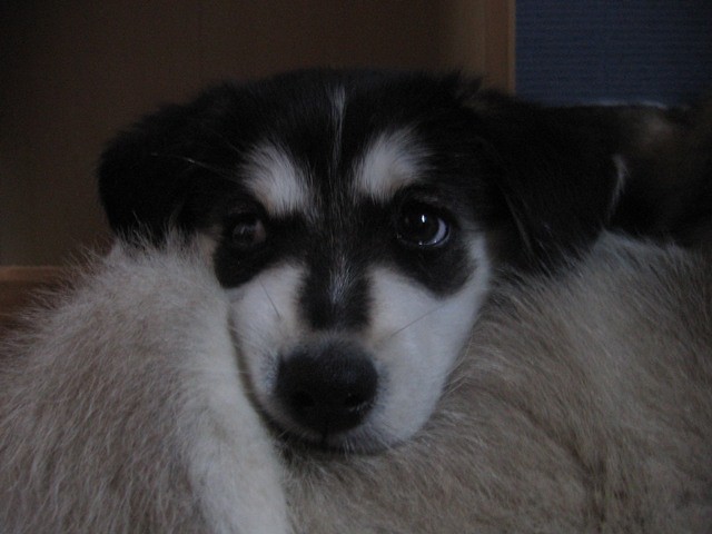Rubi.
