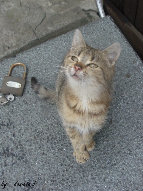 kociak