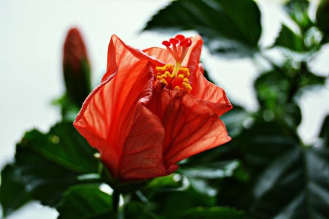 Hibiskus.