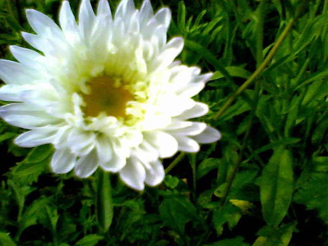 Witam