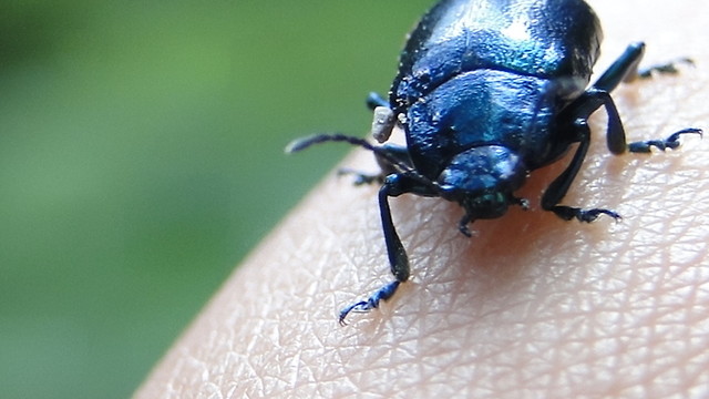 Wpis daudusia
