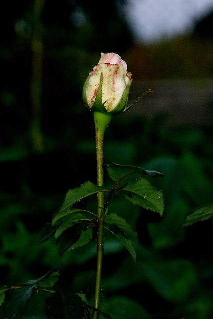 Wpis vernone