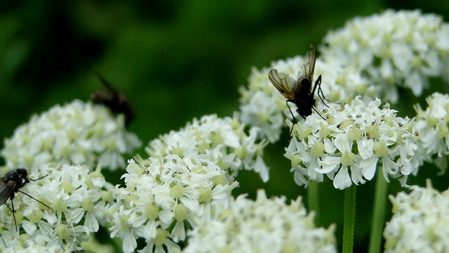 Wpis daudusia