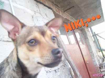 NIKI:*