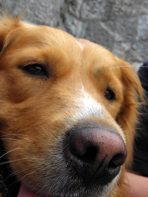 Nosek ;3