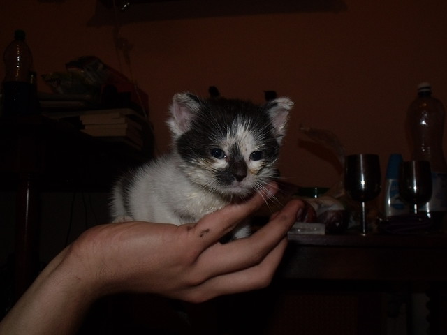 Ryszard