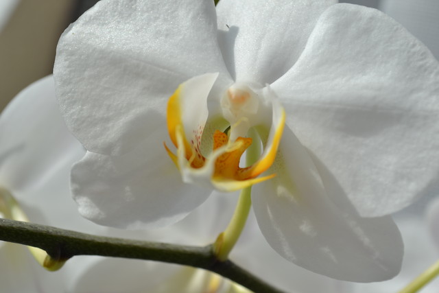orchidea