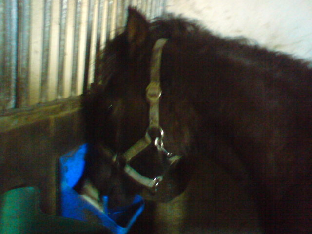 Wpis horsesforever99