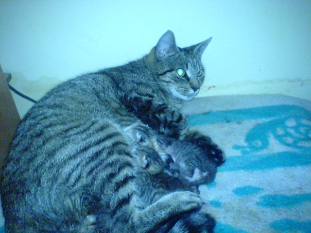 Kotki. 