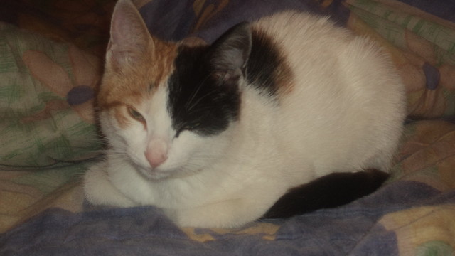 Leca atka 
