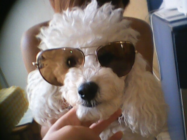 Wpis frienddogs