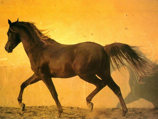 Wpis myhorseandme1