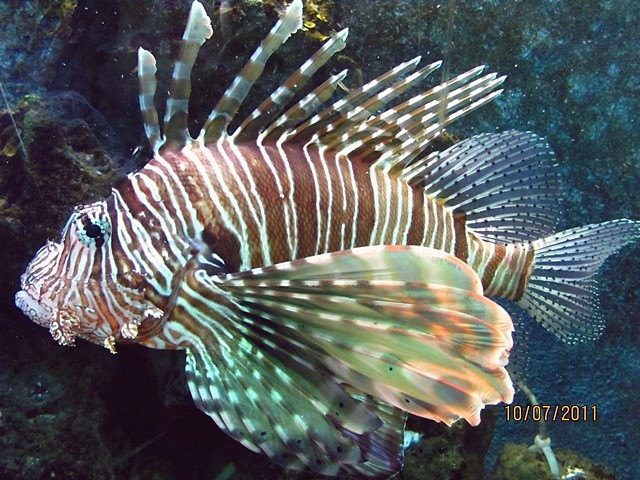 Egipt 2O11