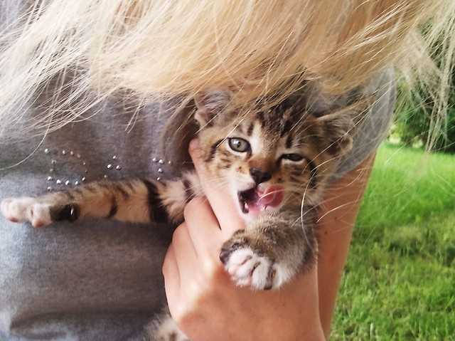 Om nom nom