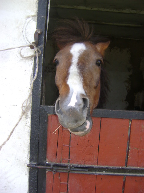 Kochany BONGO ;**